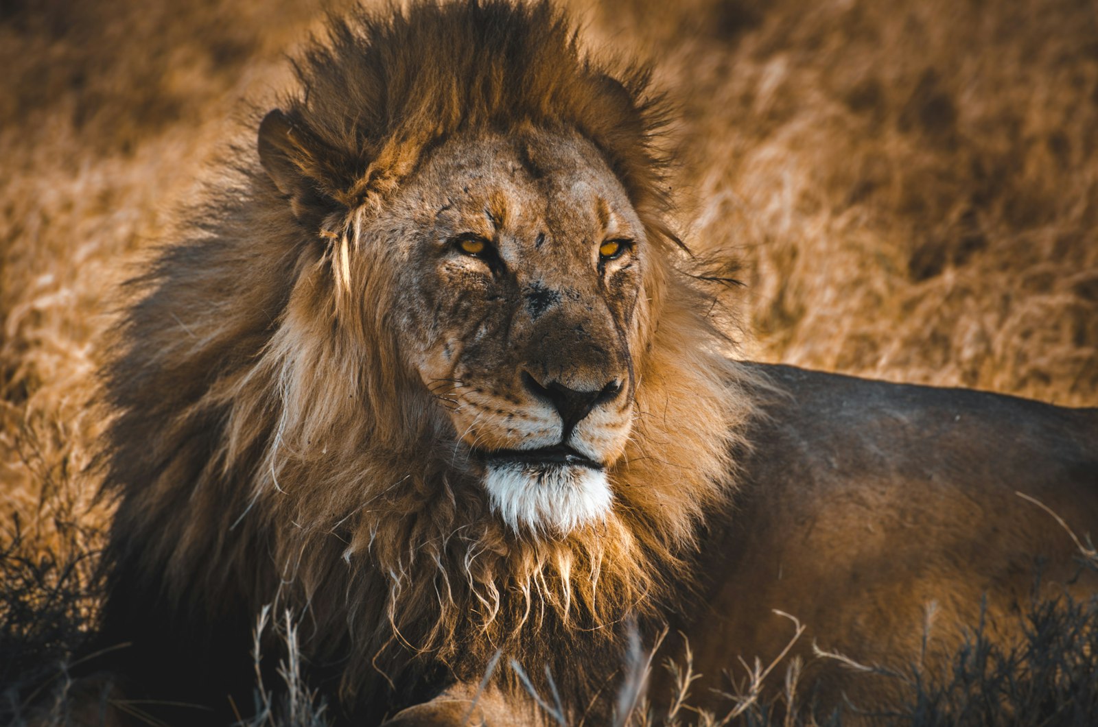 Nikon D7000 + Tamron SP 70-300mm F4-5.6 Di VC USD sample photo. Brown lioness photography