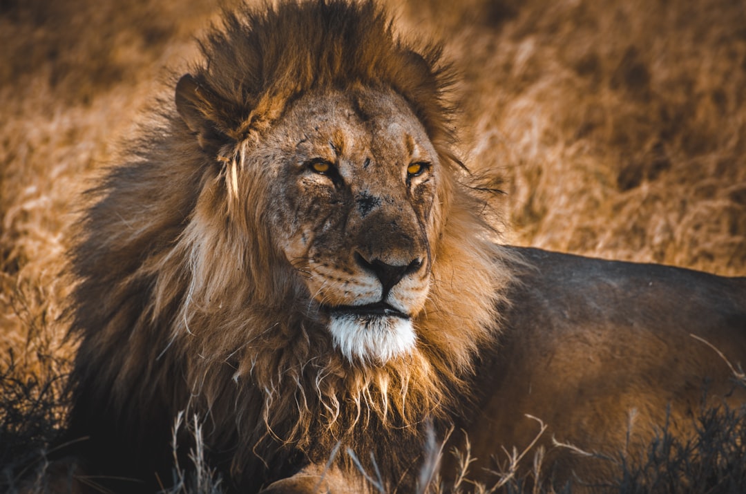 brown lioness, Etosha National Park