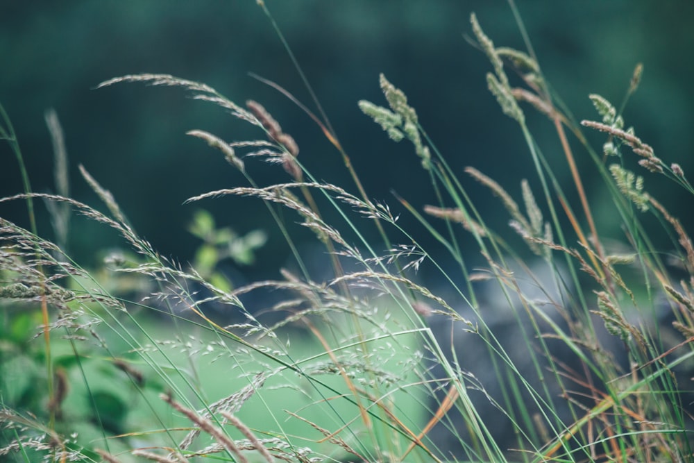 focus photography of ferns