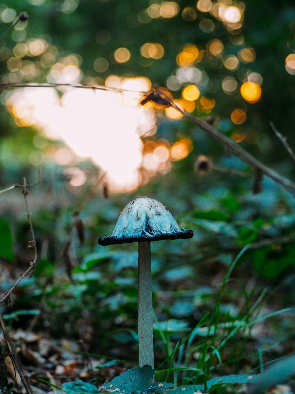 white and black mushroom close-up photography