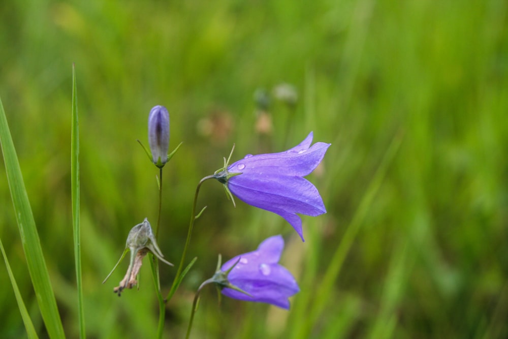 Fotografía de enfoque de flor de pétalos púrpuras