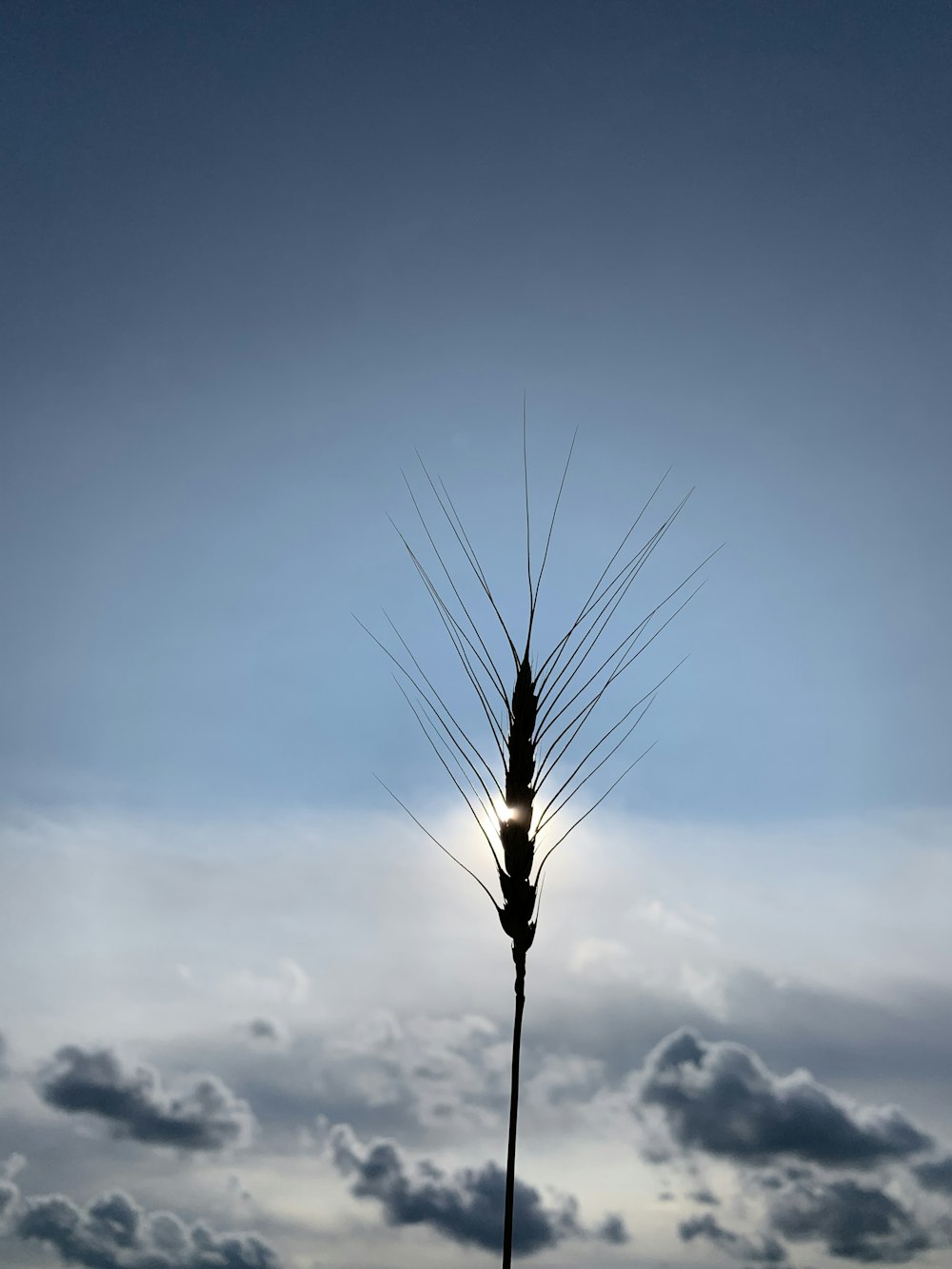 a tall stalk of grass against a cloudy sky
