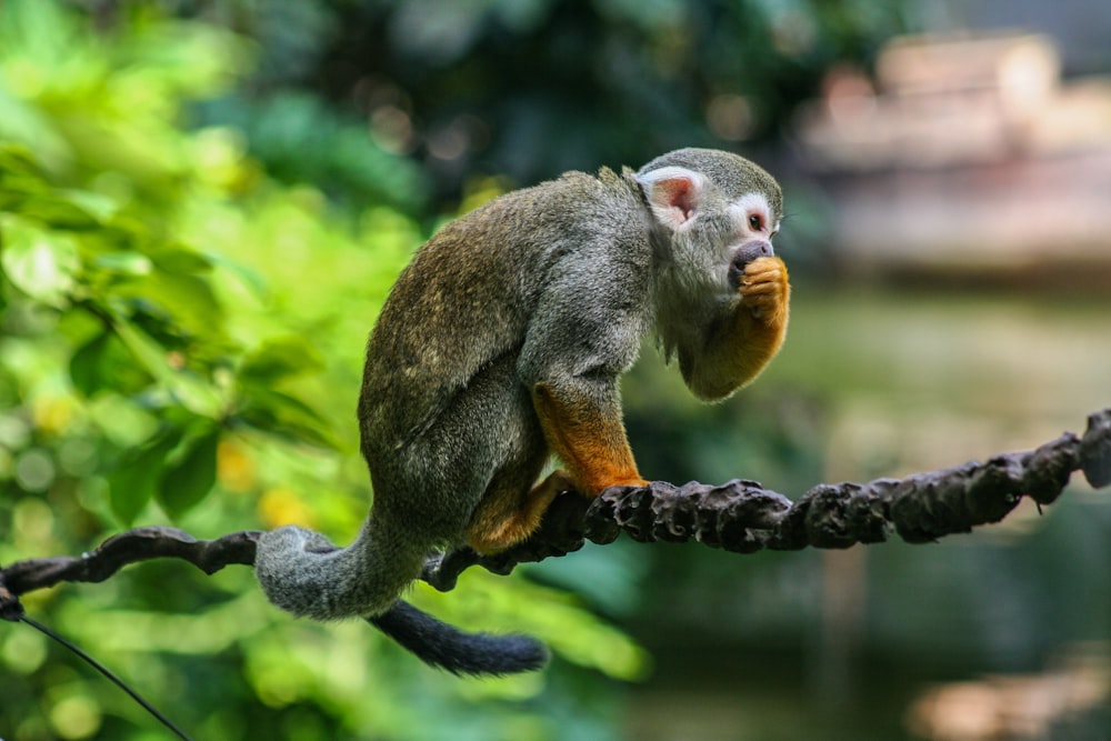 monkey on branch during daytime