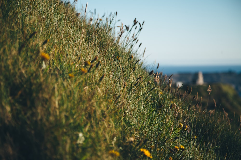 green grass field