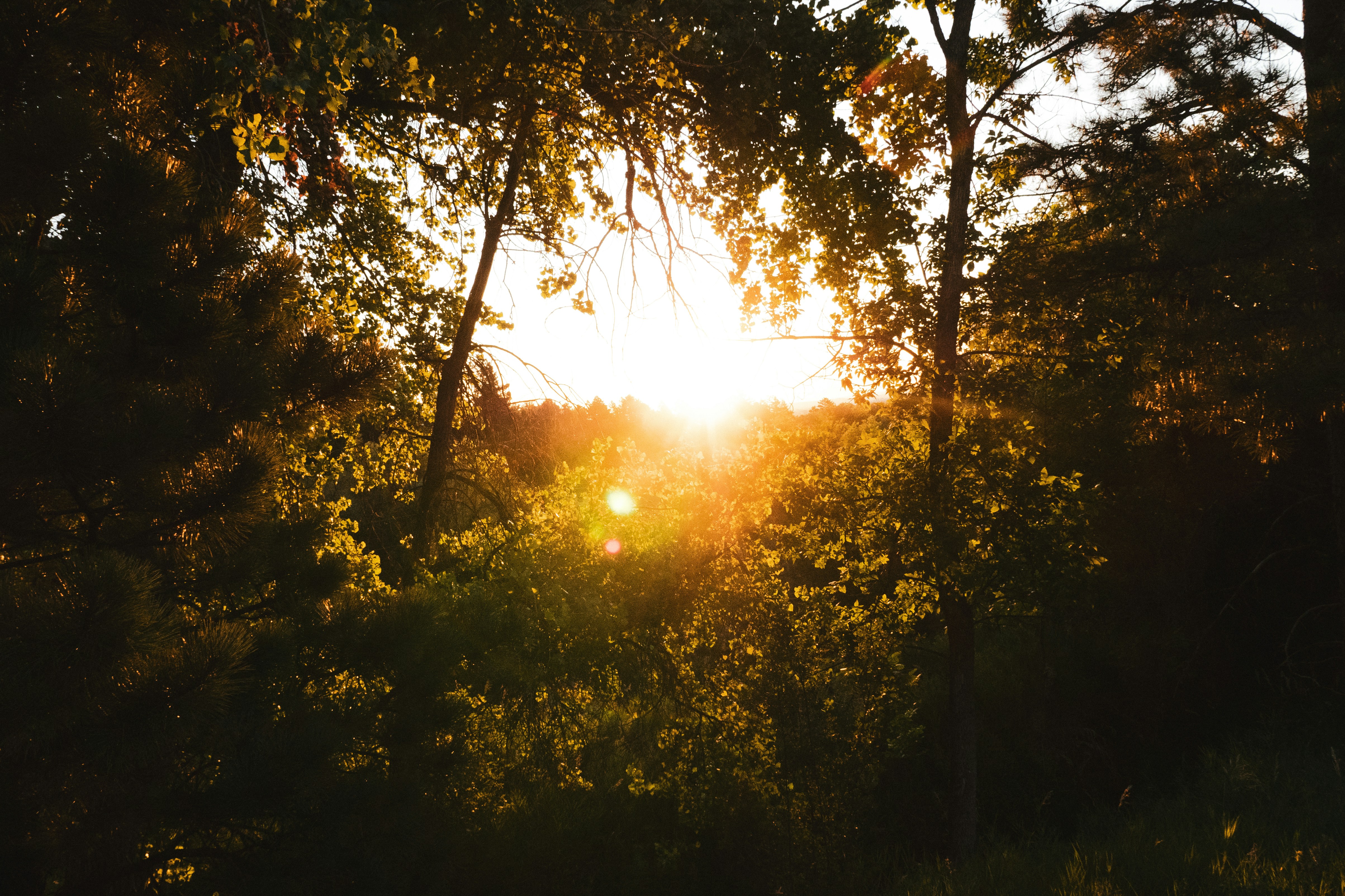 My Light, My Salvation, My Mothering Hen