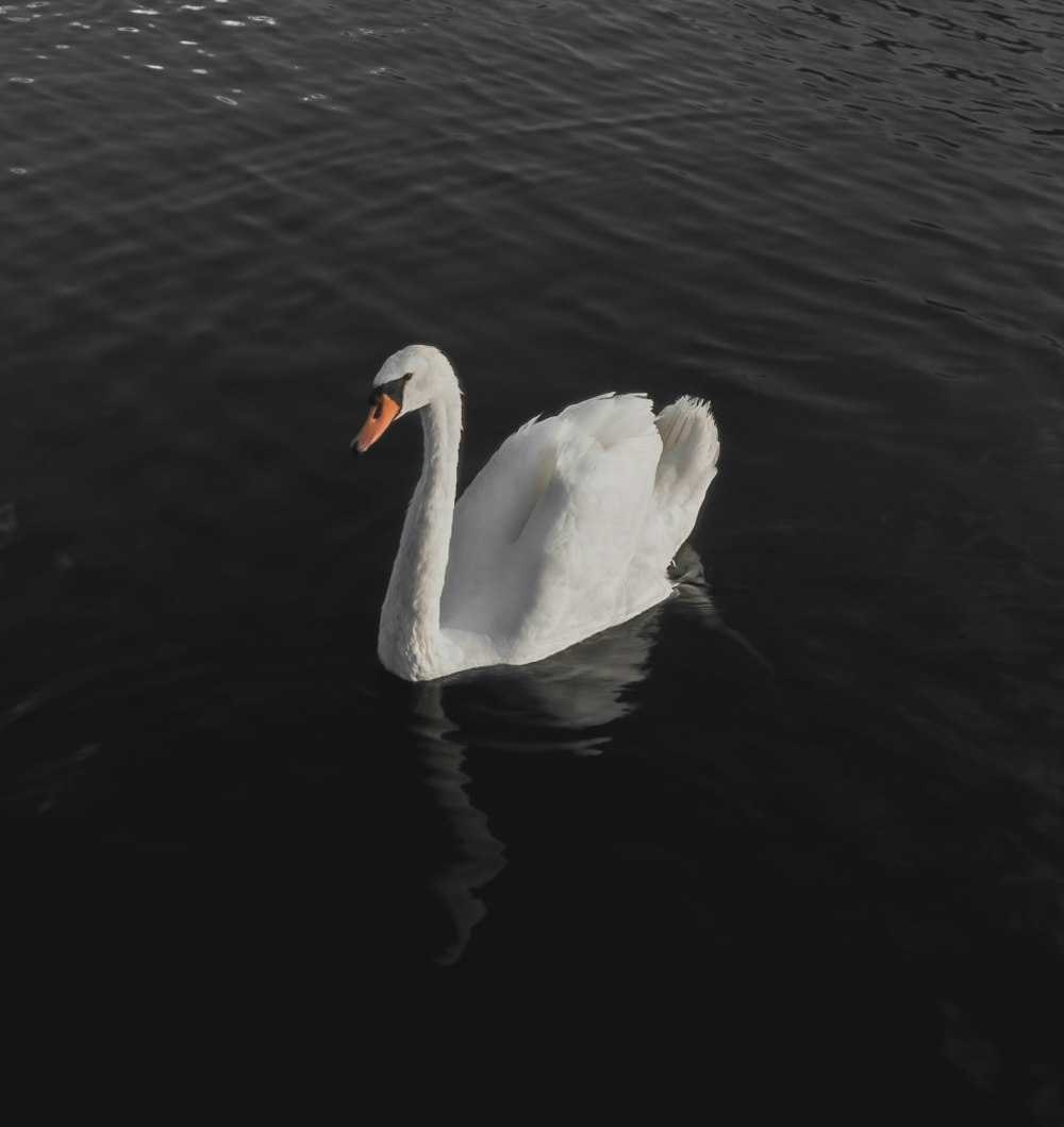 Fotografia de close-up do cisne branco