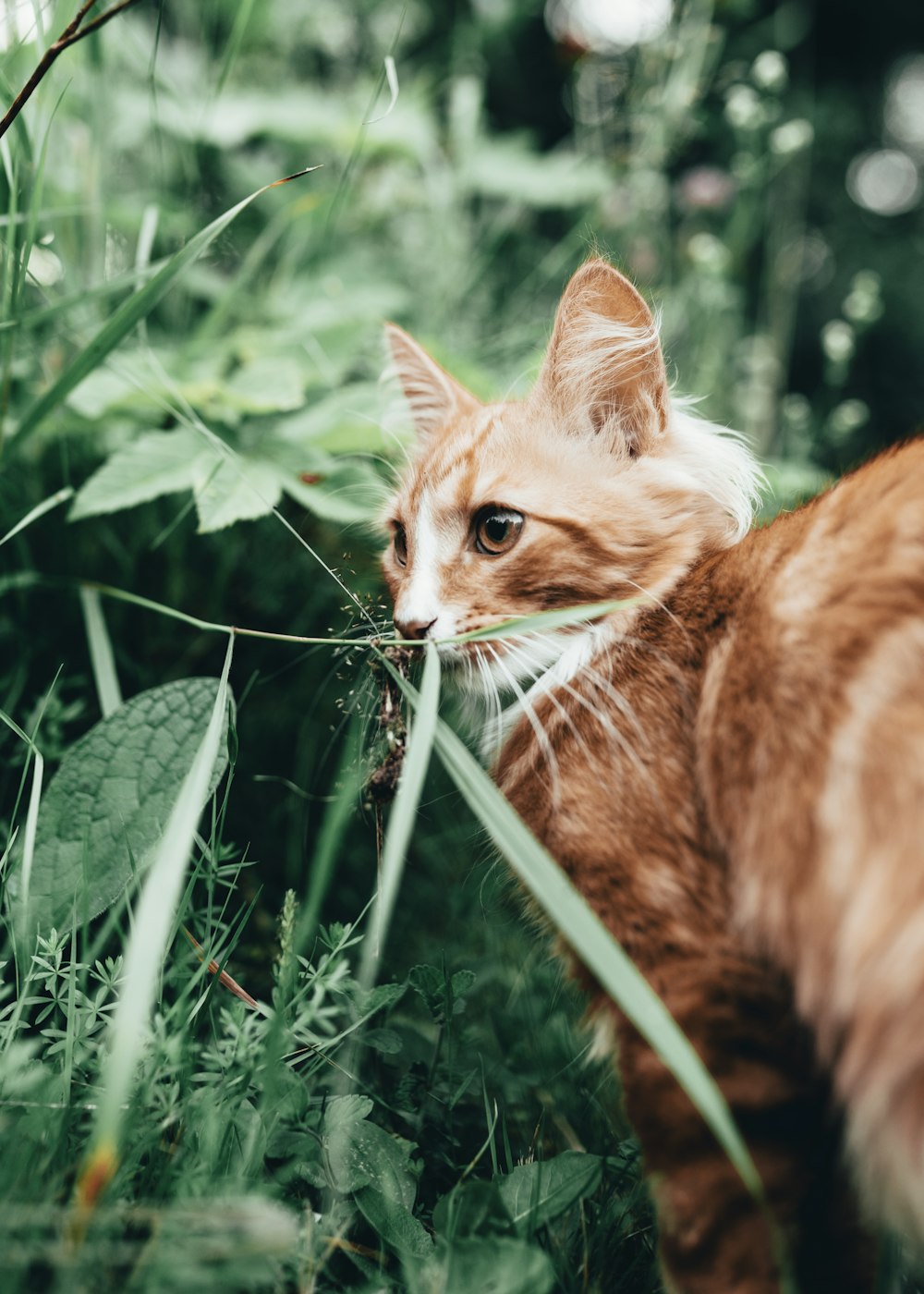 orange tabby cat near green-leafed plant