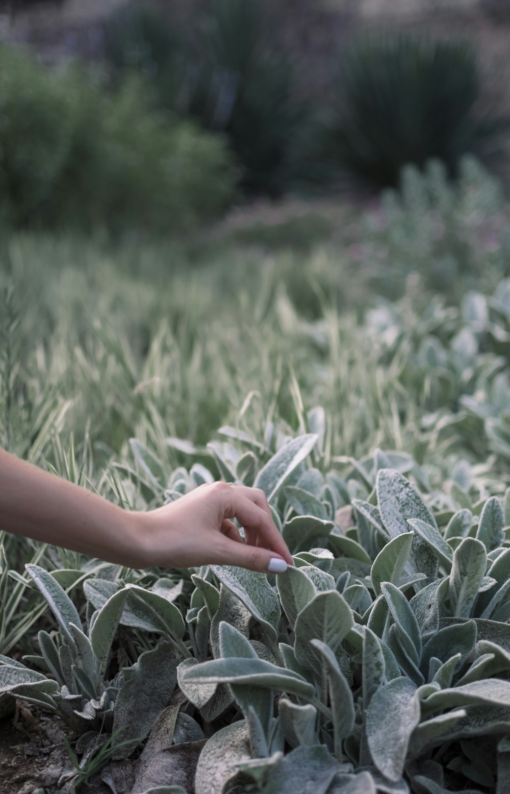 green succulent plants and person's hand