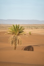 green-leafed plant on sand dunes