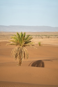 green-leafed plant on sand dunes
