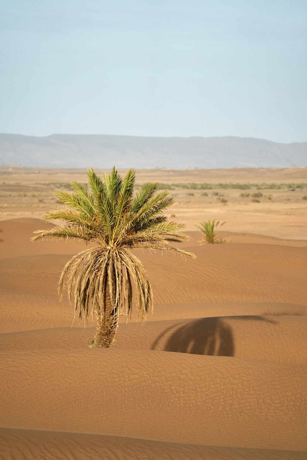 green-leafed plant on sand dunes