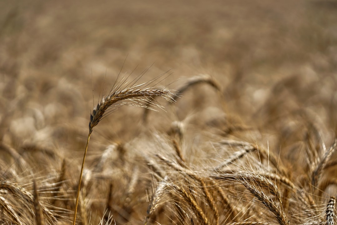 wheat grass during daytime