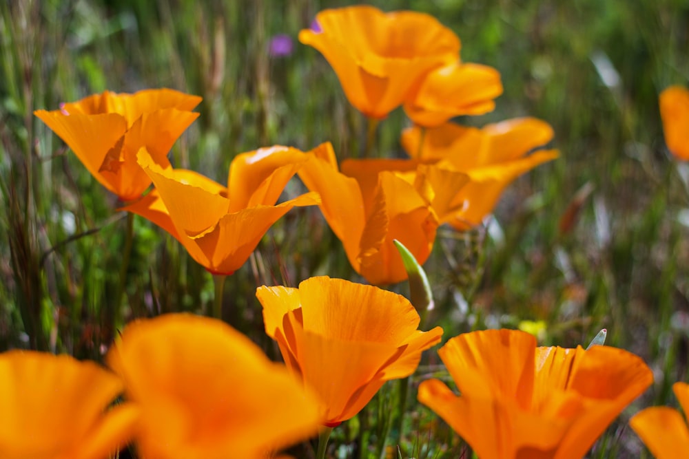 orange petaled flower