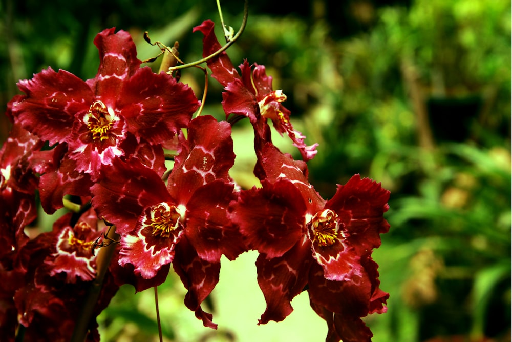 red flowering green plant