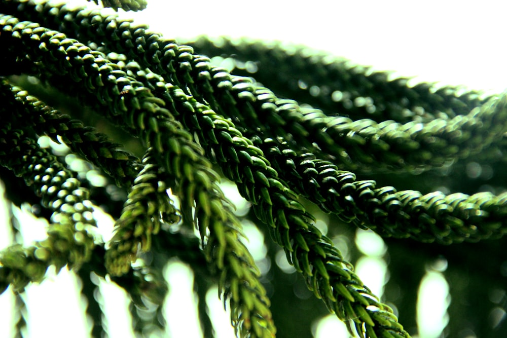 green-leafed in close-up photography