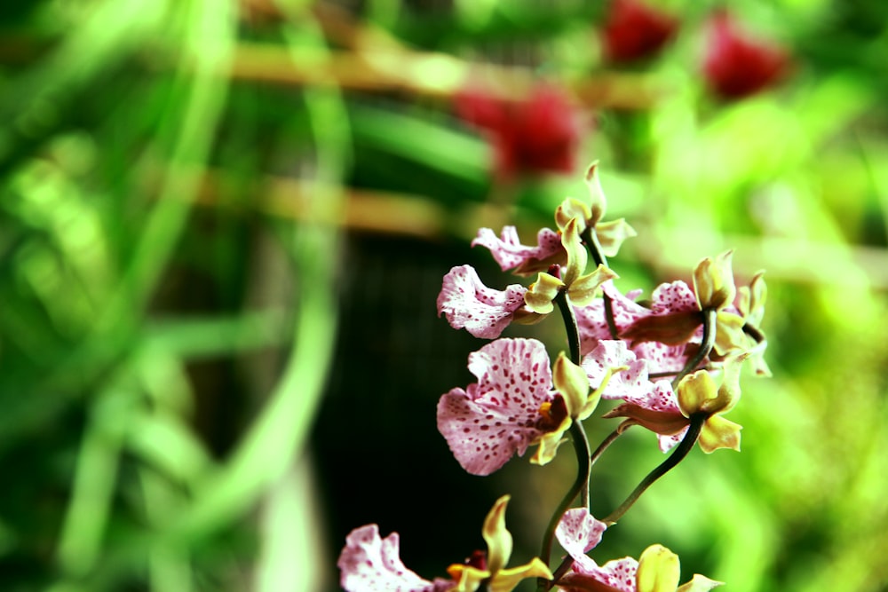 pink and white orchid flowers blooming