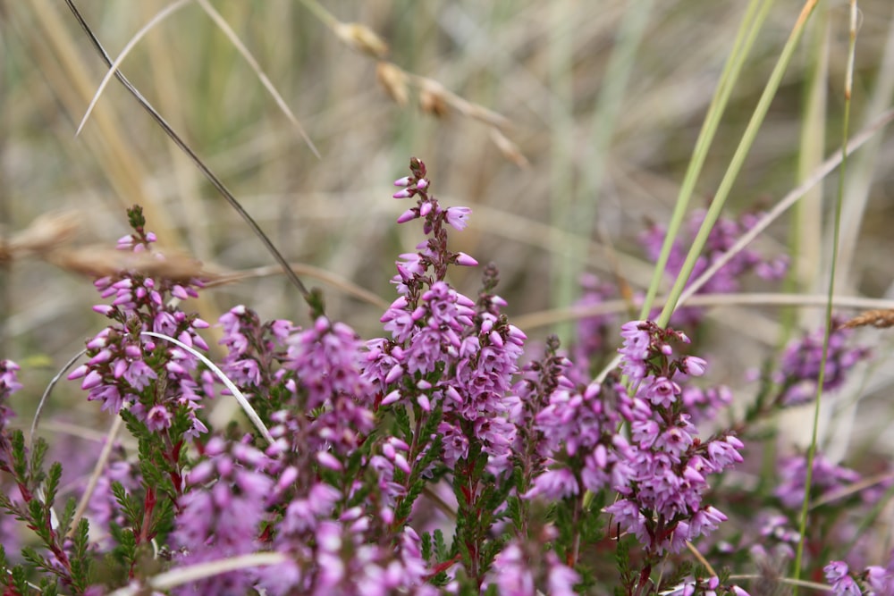 pink flower plant lot close-up photography