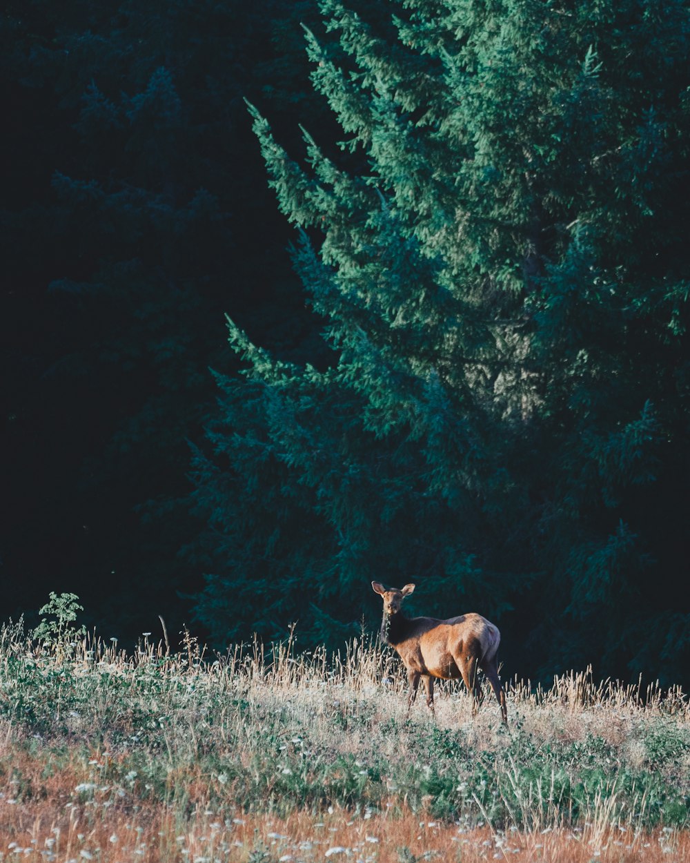 moose on hill during daytime