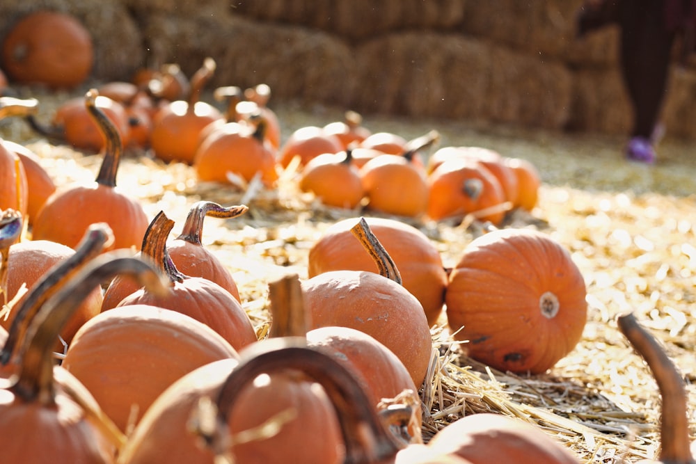 pumpkin patch during daytime