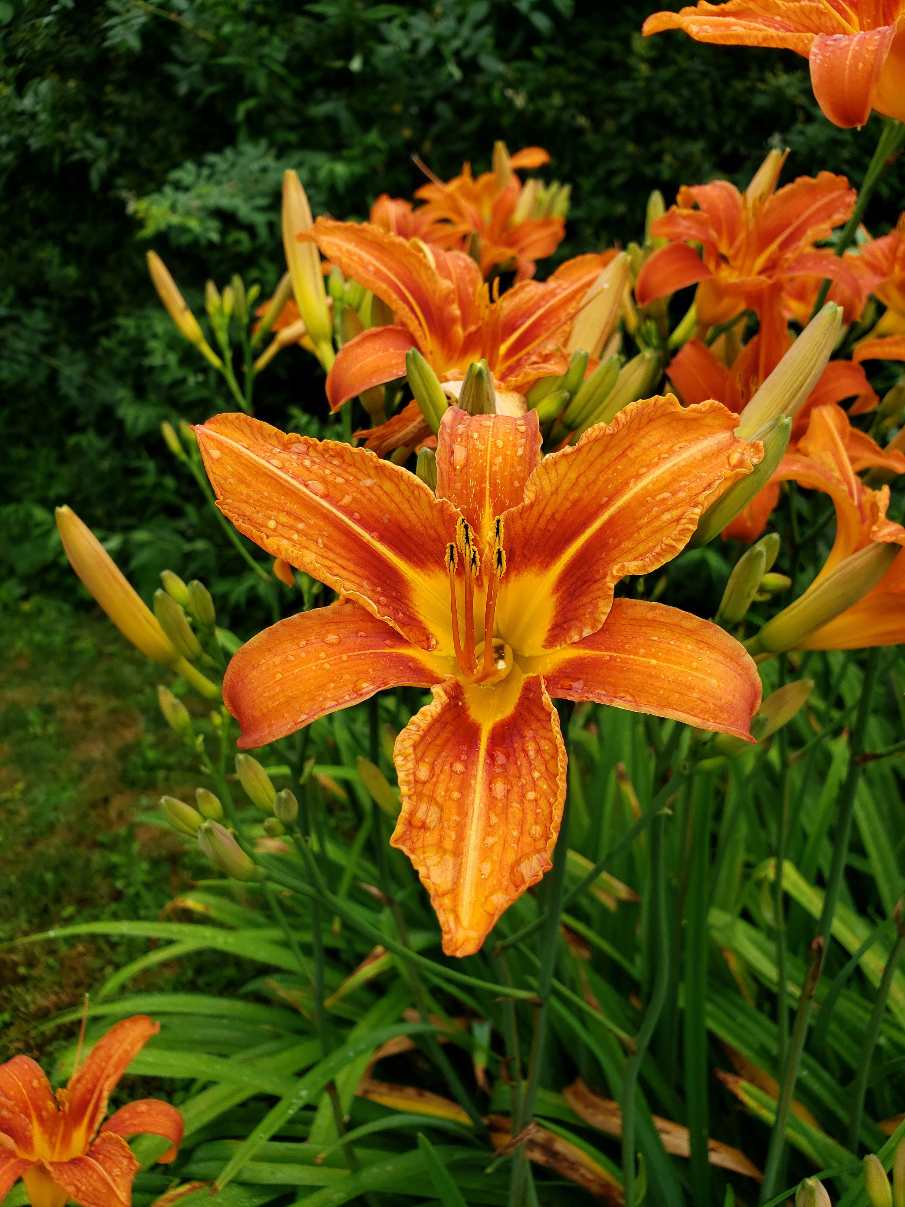 Photo by lizcummings