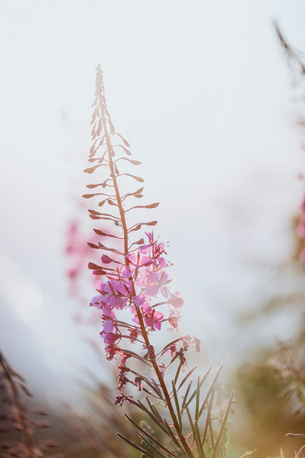 pink petaled flower