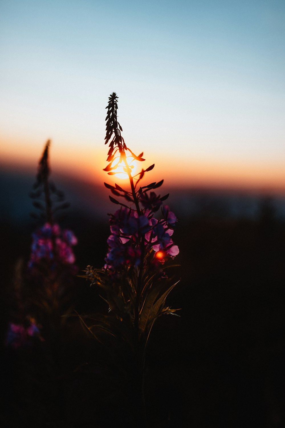 purple petaled flower