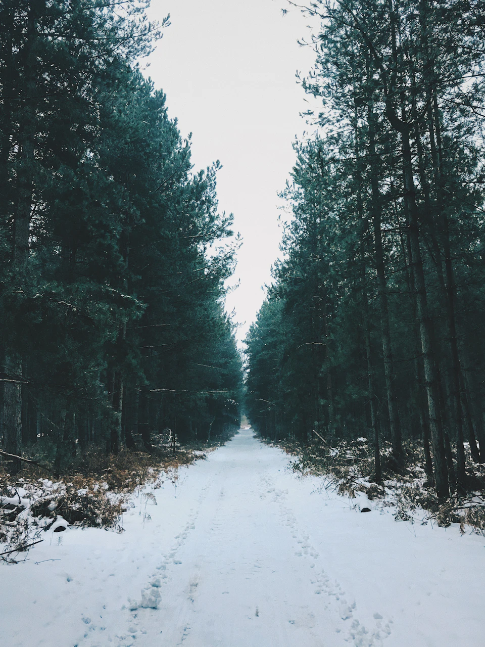 Serene winter forest scene features a snowy dirt road stretching into dense trees