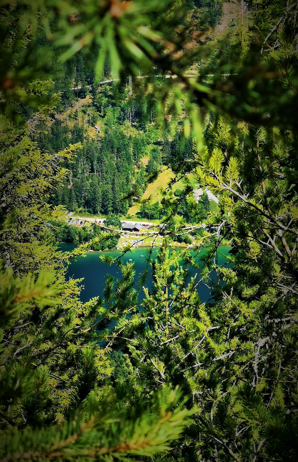 high angle photo of green trees and lake