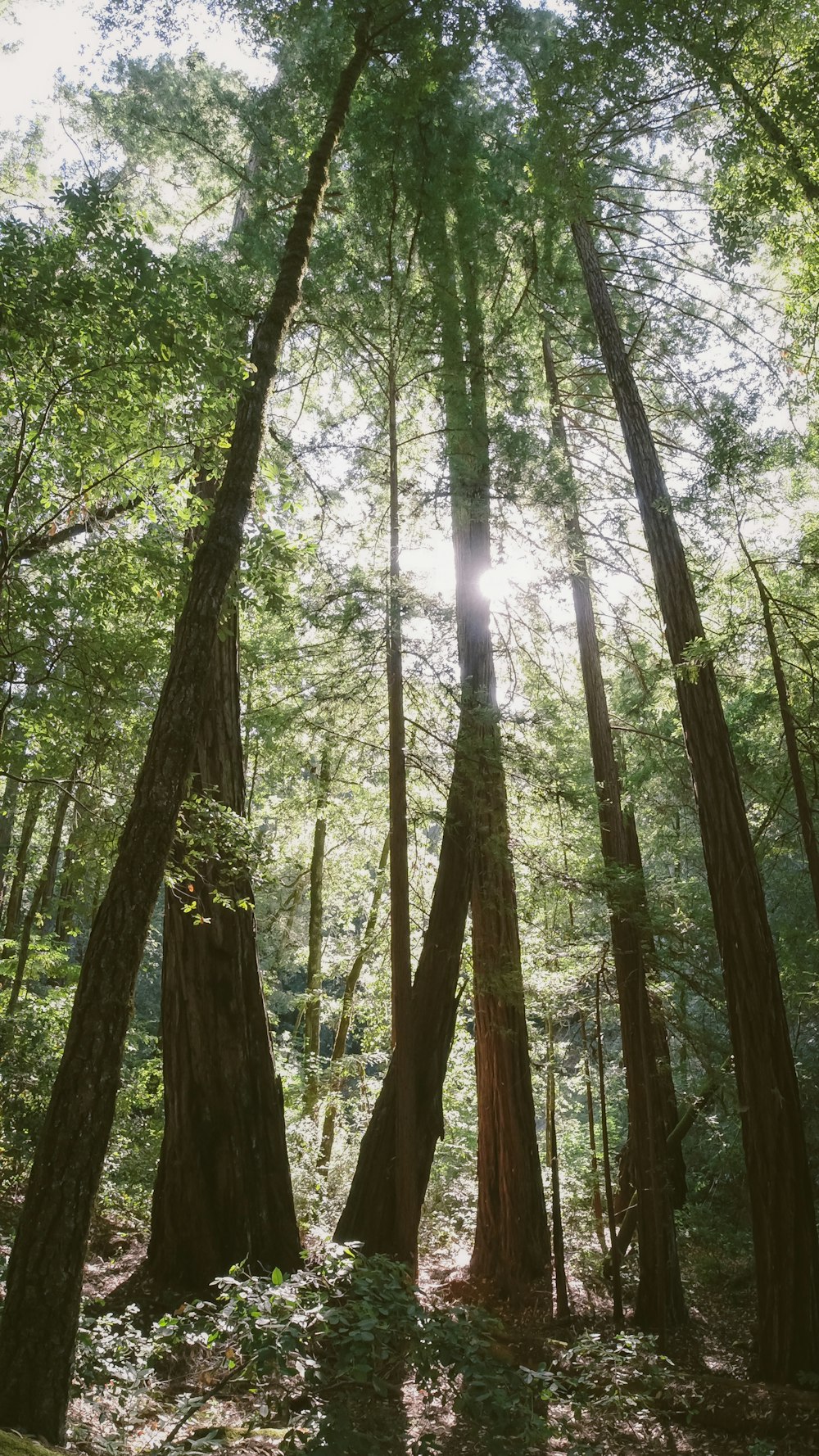 sun rays through trees in the forest during daytime