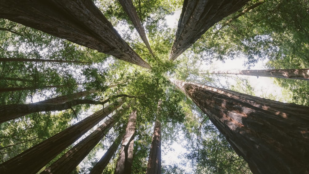 low-angle photography of trees at daytime