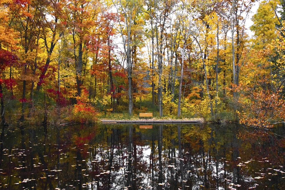 reflection of trees on body of water during daytime