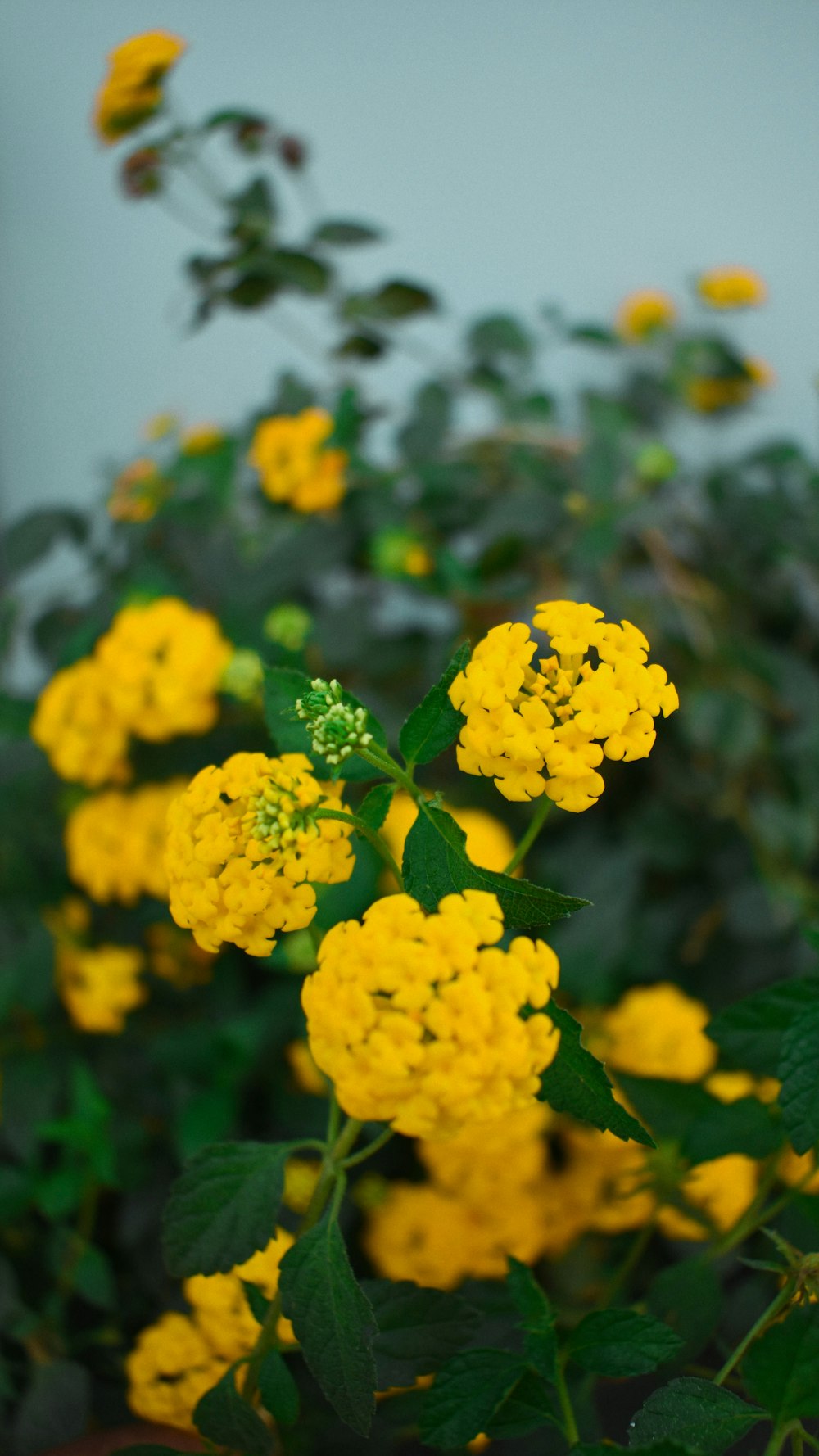 yellow petaled flowers close-up photography