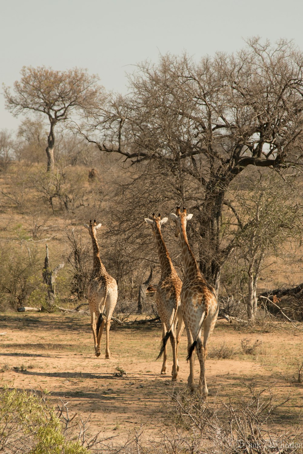 three brown giraffes walking beside bare tree
