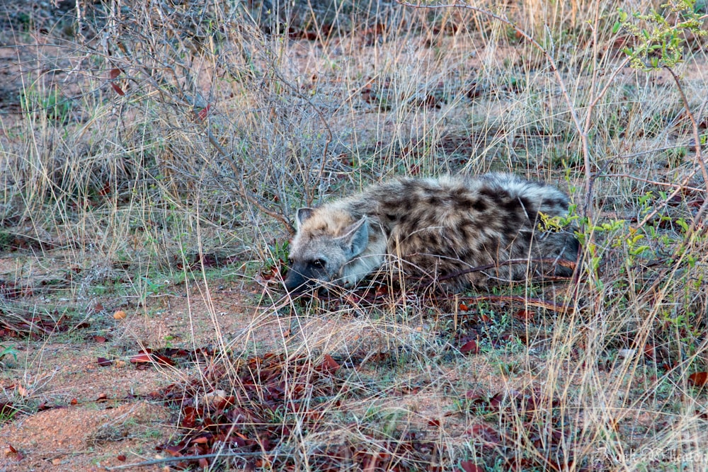 brown hyena lying on ground during daytime