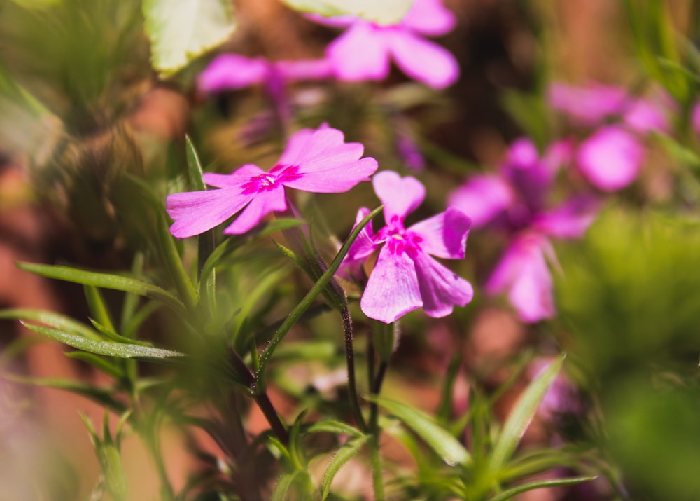 selective focus photography of pink petaled flowers