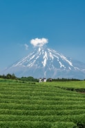 A vast landscape features lush green tea fields in the foreground with people walking along a path. In the background, a majestic snow-capped mountain rises under a clear blue sky, with a small cloud near its peak.