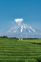 A vast landscape features lush green tea fields in the foreground with people walking along a path. In the background, a majestic snow-capped mountain rises under a clear blue sky, with a small cloud near its peak.