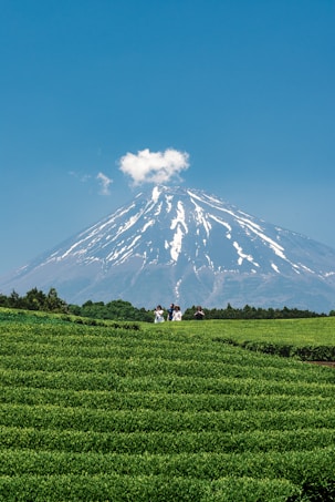 A vast landscape features lush green tea fields in the foreground with people walking along a path. In the background, a majestic snow-capped mountain rises under a clear blue sky, with a small cloud near its peak.