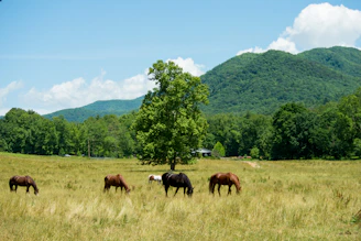 A group of horses grazing peacefully in a wide, green field under a clear sky.