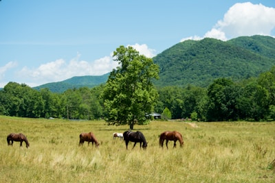 A group of stallions grazing peacefully amidst the rolling hills of the estate.