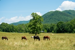 A group of horses grazing peacefully together under soft morning light in Santiago de Chile.