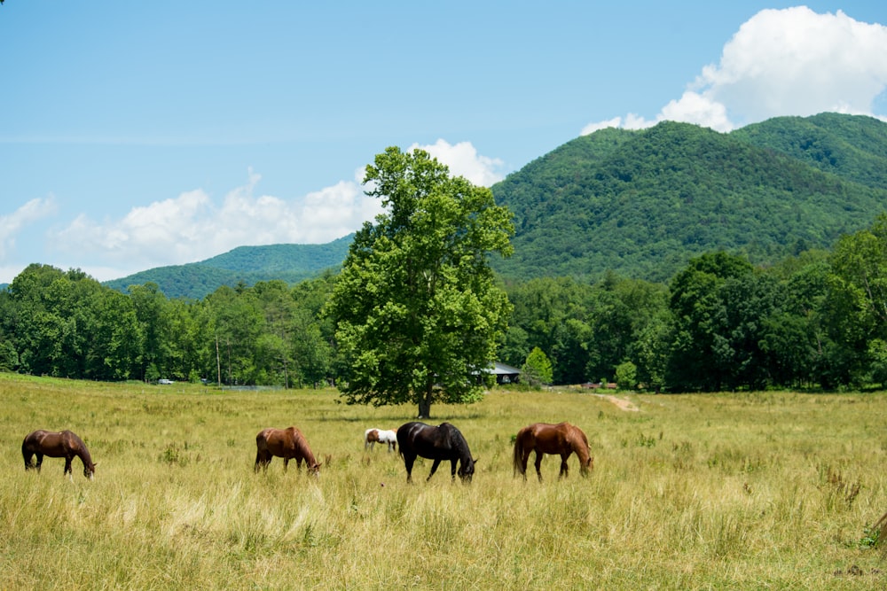 four brown and black horses