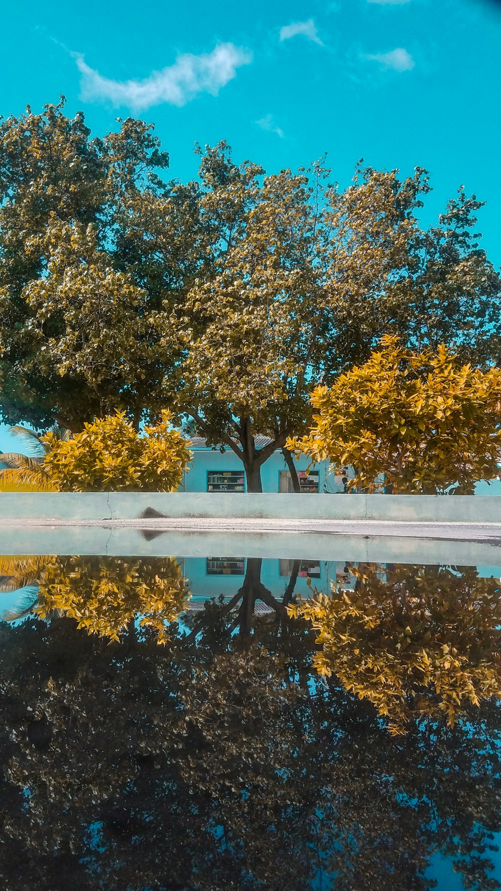 green-leafed trees