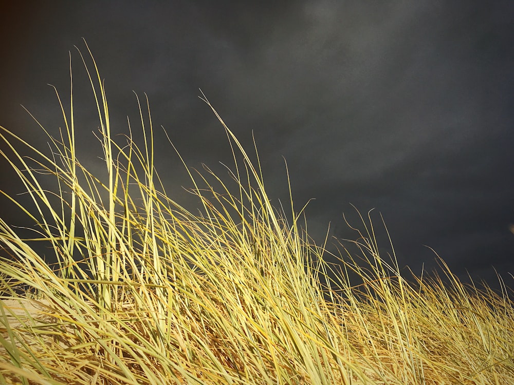 herbes sous un ciel sombre