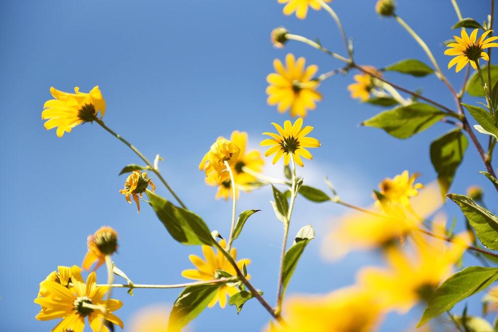 yellow petaled flower