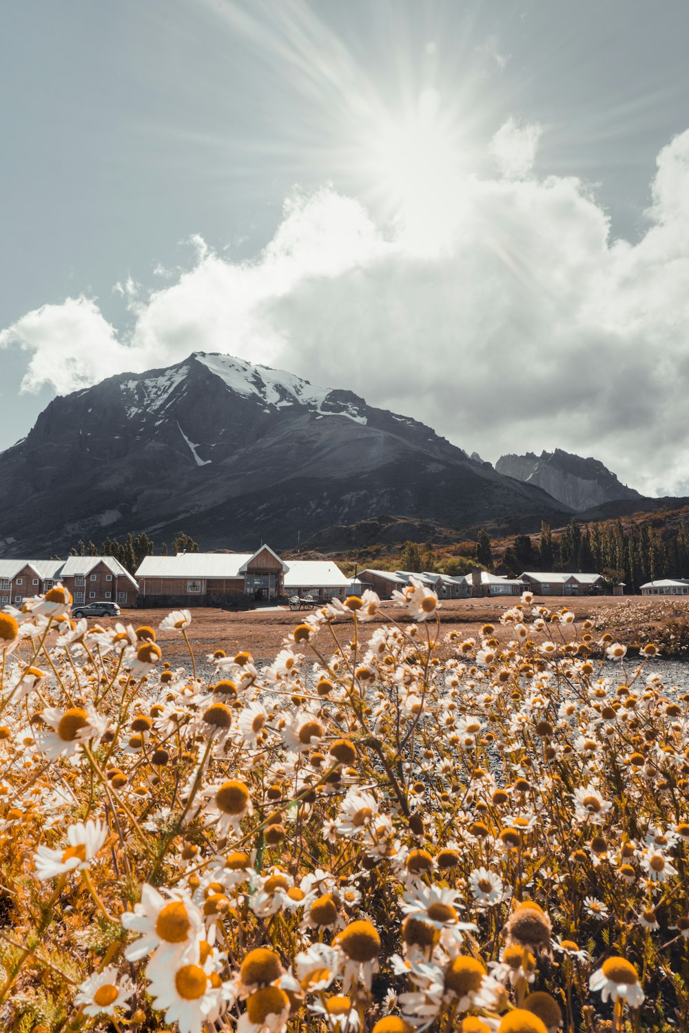 white petaled flower field near houses and mountains during daytime