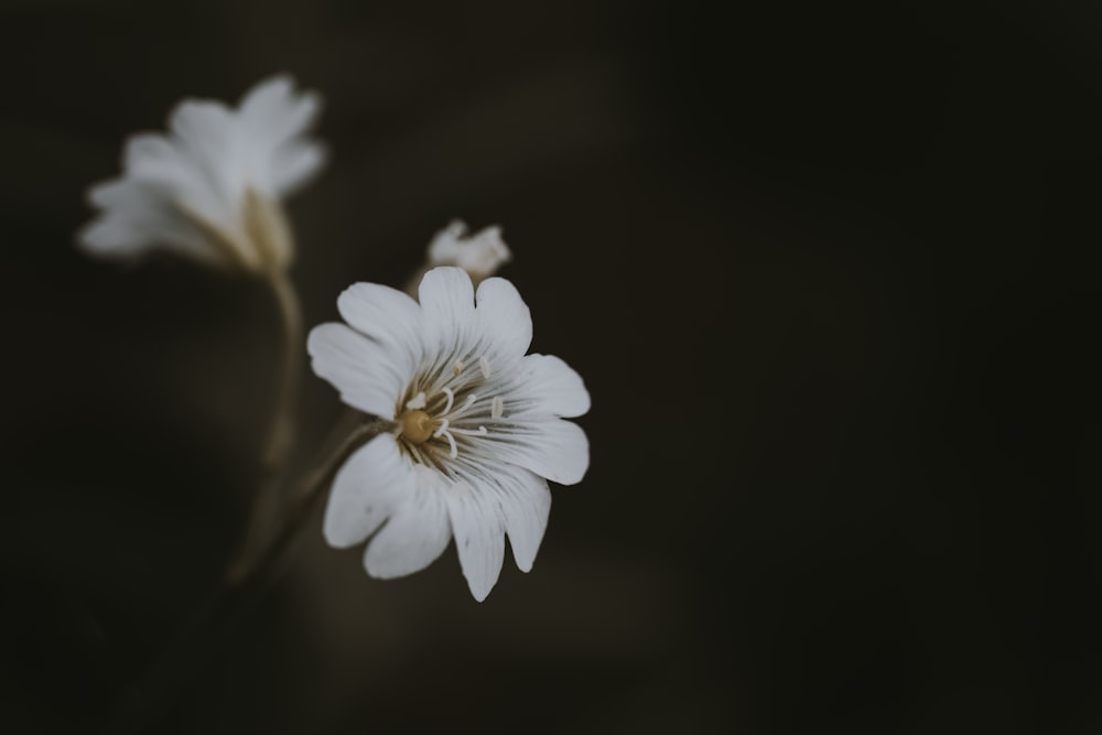 flor de pétalas brancas