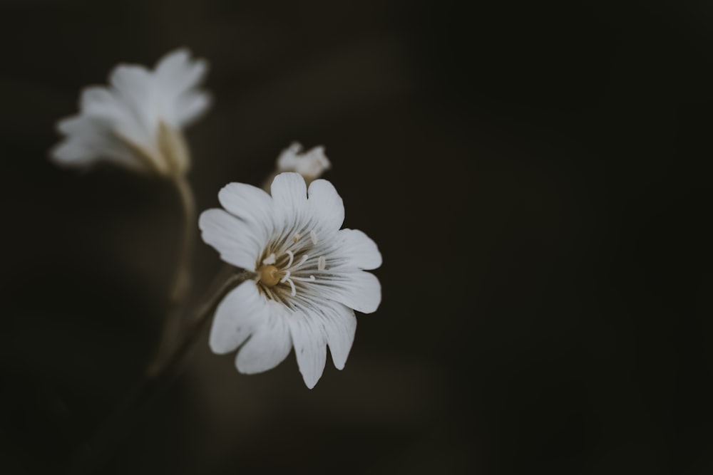 white-petaled flower