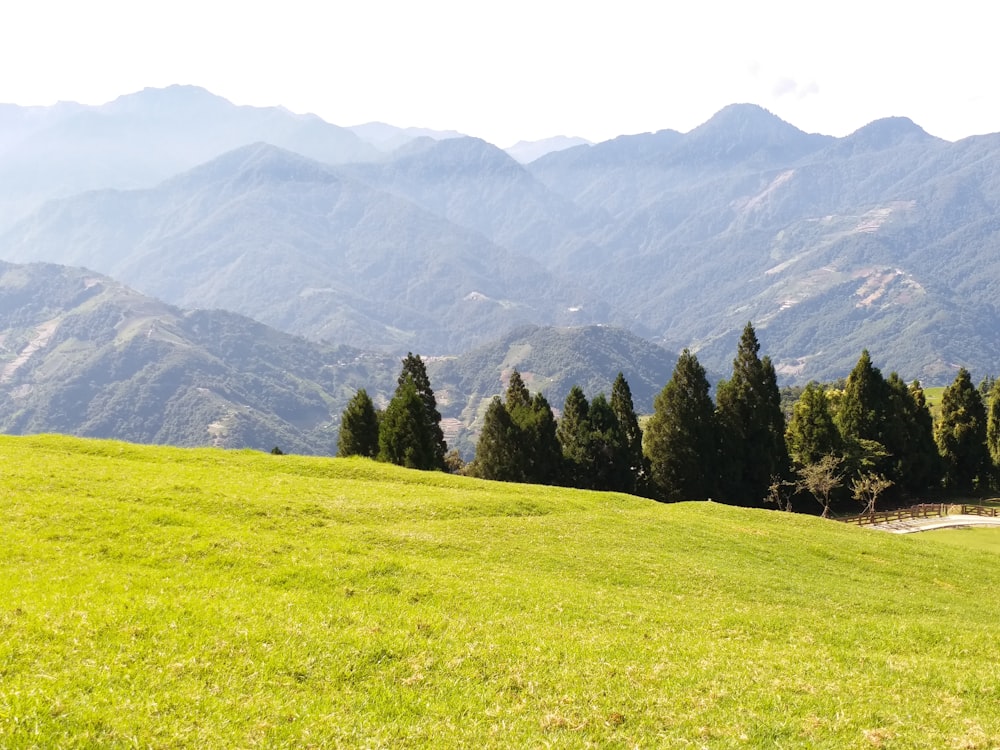 昼間の木々や山の近くの緑の野原