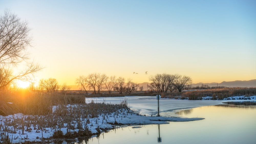 bare trees near body of water